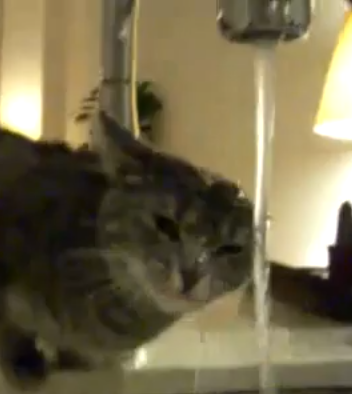 El gato más torpe del mundo bebiendo agua