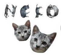 Tipografia de gatos