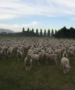 Protesta de ovejas