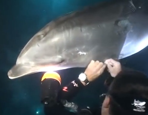 Delfin se fia de humano para ser liberado