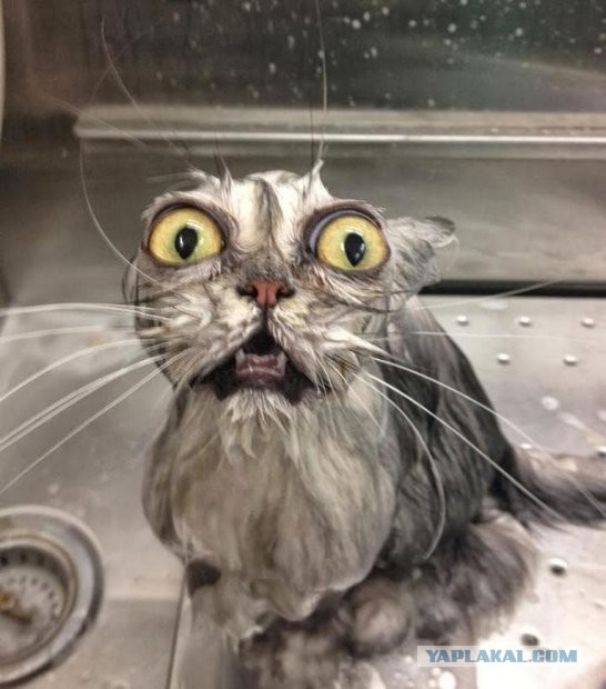 ¿Hay algo más feo que un gato mojado?