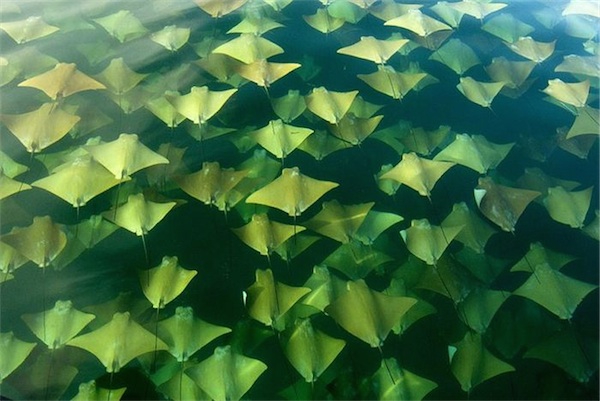 Nadando entre cientos de peces manta