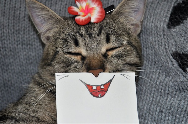 Haz sonreir a tu gato… por fin!!!