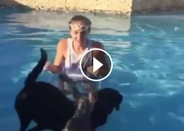Mira como este perrito usa a otro perro para surfear la piscina.